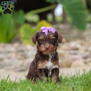 Bon Bon, Yorkie Poo Puppy
